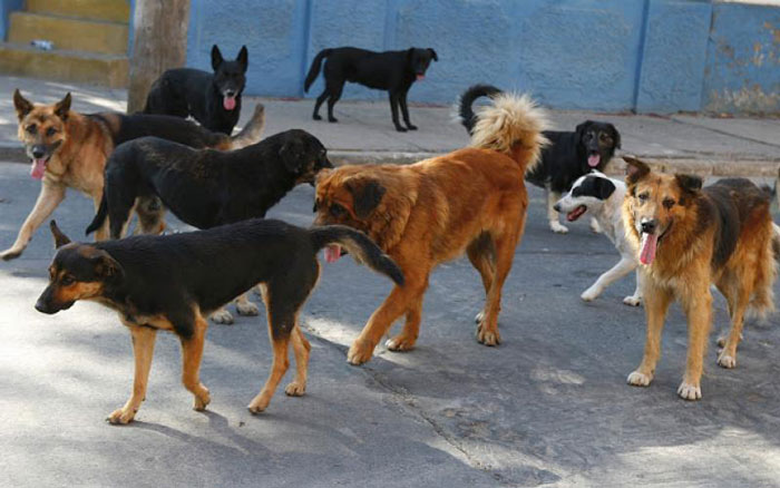 Προβληματίζουν οι επιθέσεις αδέσποτων…
