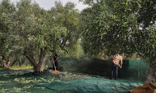 Αγροτικός Συνεταιρισμός Μεγάρων: Πρόταση για πλαφόν 45 ευρώ στο ημερομίσθιο για την συγκομιδή ελιάς