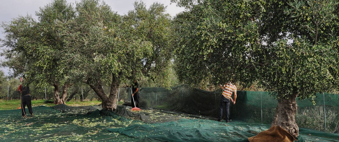 Αγροτικός Συνεταιρισμός Μεγάρων: Πρόταση για πλαφόν 45 ευρώ στο ημερομίσθιο για την συγκομιδή ελιάς