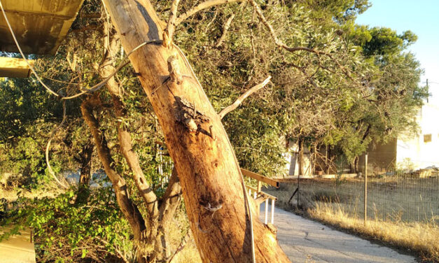 Αναζητείται λύση του προβλήματος…
