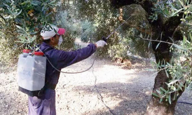 Δήμος Μεγαρέων: 1ος δολωματικός ψεκασμός δακοκτονίας έτους 2026