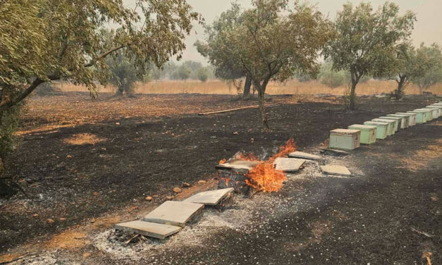 Δηλώσεις ζημιάς φυτικής και ζωικής παραγωγής από πυρκαγιά